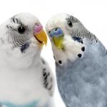 болезни клюва волнистых попугаев 1