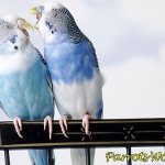 Болезни лап у попугаев: симптомы, лечение