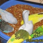 Что едят попугаи? Какие корма, овощи и добавки давать попугаям