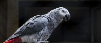 Фото: Попугай породы жако