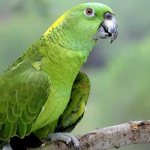 Фото: Венесуэльский попугай амазон