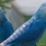 Голубые ара