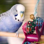 Игрушки для попугаев: всё о разновидностях и требованиях к игрушкам