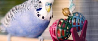 Игрушки для попугаев: всё о разновидностях и требованиях к игрушкам