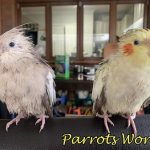 Искупанные попугаи