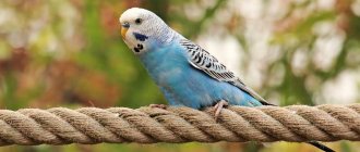 Как научить волнистого попугая говорить: простые советы