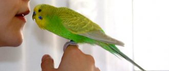 Как приручить попугая: основные способы приручения