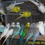 Как выбрать волнистого попугая: подготовка, выбор птицы, адаптация