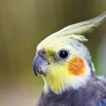 Какой должен быть помет у попугая: норма и патология