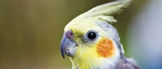 Какой должен быть помет у попугая: норма и патология