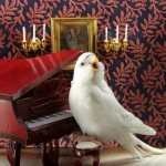 музыка волнистого попугая 2
