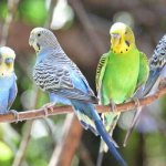 пение волнистых попугаев