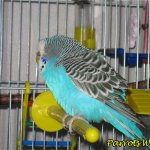 Понос у волнистого попугая: причины, симптомы, лечение