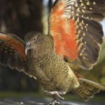 попугаи кеа - удивительные птицы