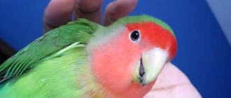попугаи неразлучники уход и содержание