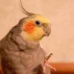 попугай корелла отзывы