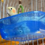 Причиной простуды у попугая может стать слишком холодная вода в купалке
