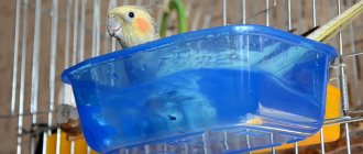 Причиной простуды у попугая может стать слишком холодная вода в купалке
