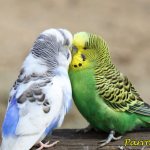 Размножение волнистых попугаев: от выбора пары до появления птенцов