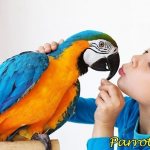 Ребёнок и попугай