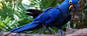 Синий-попугай-Описание-особенности-виды-поведение-и-домашнее-содержание-птицы-4