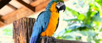 Сколько живет попугай ара в дикой природе и в домашних условиях