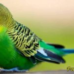 Сколько живут волнистые попугаи в домашних условиях и в дикой природе