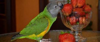 Витамины для попугаев, минеральные смеси