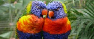 Влюбленная пара попугаев