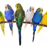 волнистые попугаи виды 2