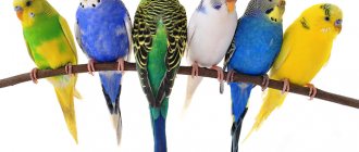 волнистые попугаи виды 2