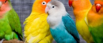 Выбираем имя попугаю: общие советы, список имён