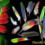 Выпадение перьев у попугая: почему у попугая выпадают перья?