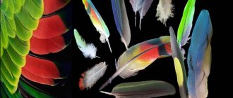 Выпадение перьев у попугая: почему у попугая выпадают перья?