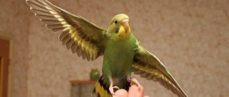 Зеленый попугай на руке